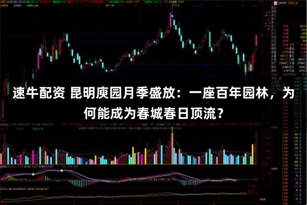 速牛配资 昆明庾园月季盛放：一座百年园林，为何能成为春城春日顶流？
